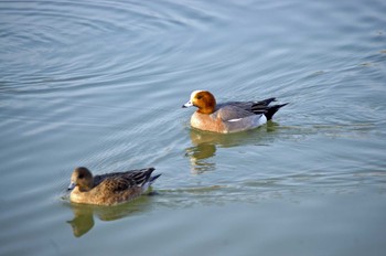 ヒドリガモ 大阪府岸和田市 蜻蛉池公園 2023年3月12日(日)