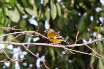 2023年3月12日(日) 大阪府岸和田市 蜻蛉池公園の野鳥観察記録