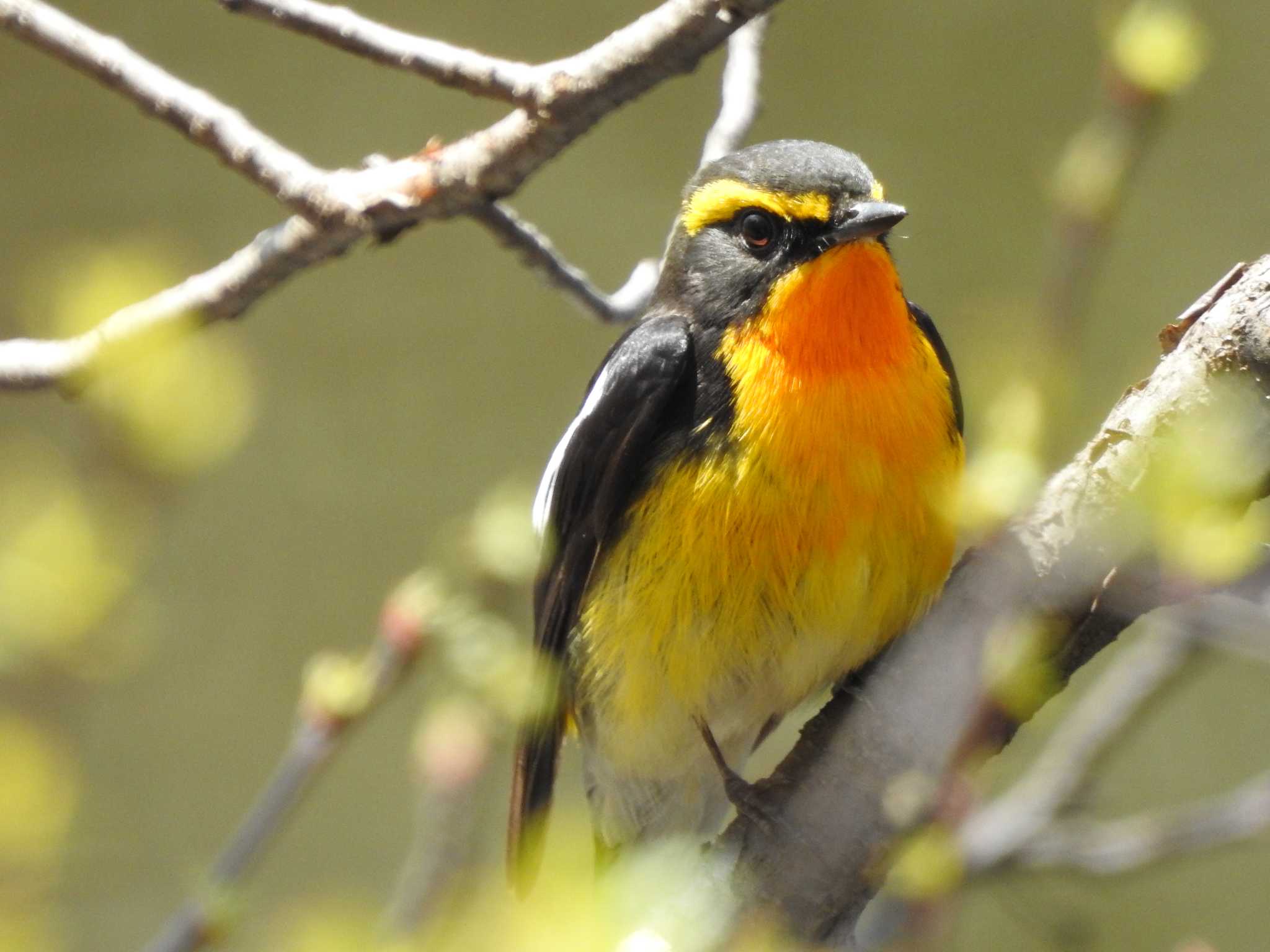 Photo of Narcissus Flycatcher at Togakushi Forest Botanical Garden by 結城