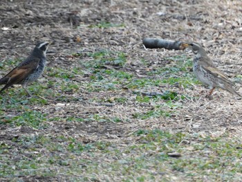 2023年3月11日(土) 新宿御苑の野鳥観察記録