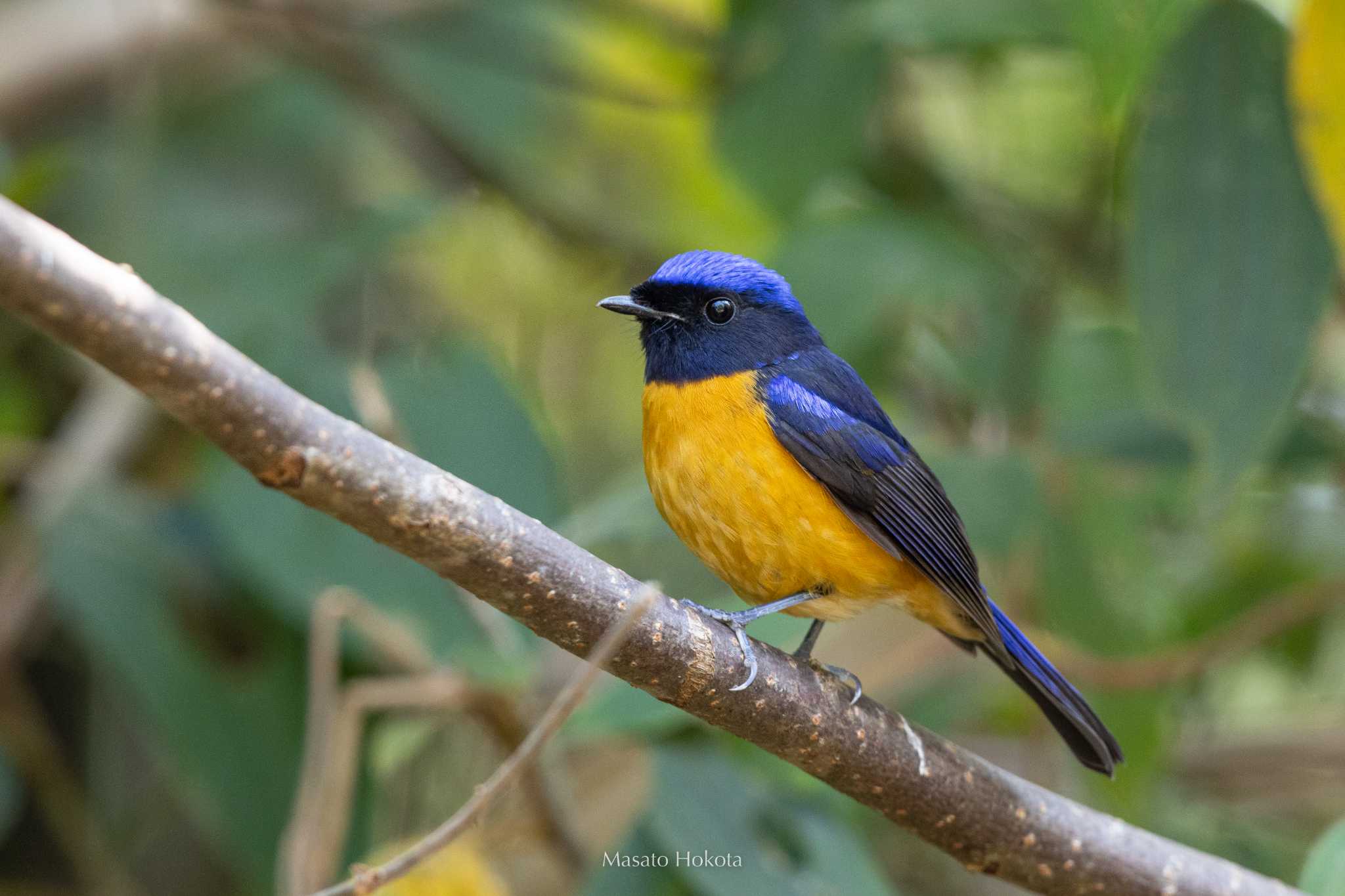 Photo of Rufous-bellied Niltava at Doi Sanju by Trio