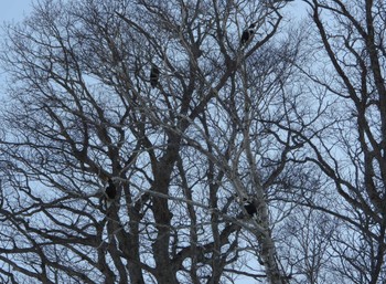 Steller's Sea Eagle 民宿 鷲の宿(羅臼) Mon, 3/6/2023