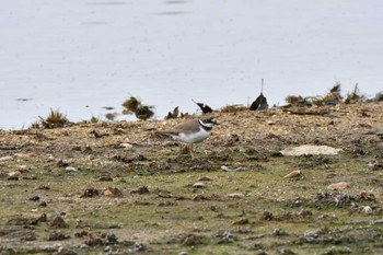 Long-billed Plover 洲原公園 Sun, 3/12/2023