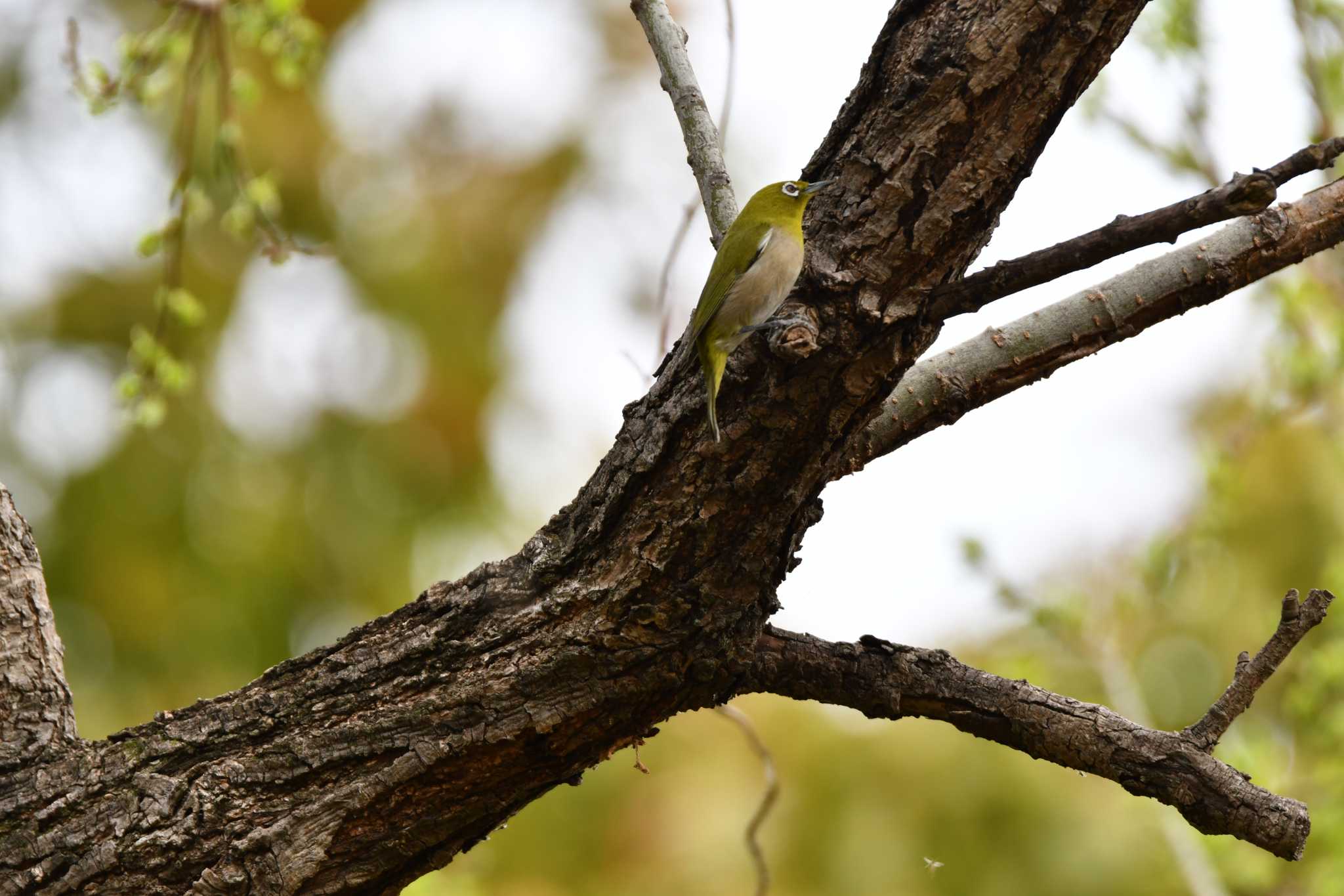 Photo of Warbling White-eye at 洲原公園 by みそ＠VM4A