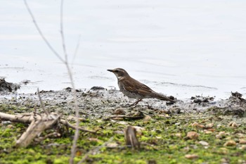 Dusky Thrush 洲原公園 Sun, 3/12/2023