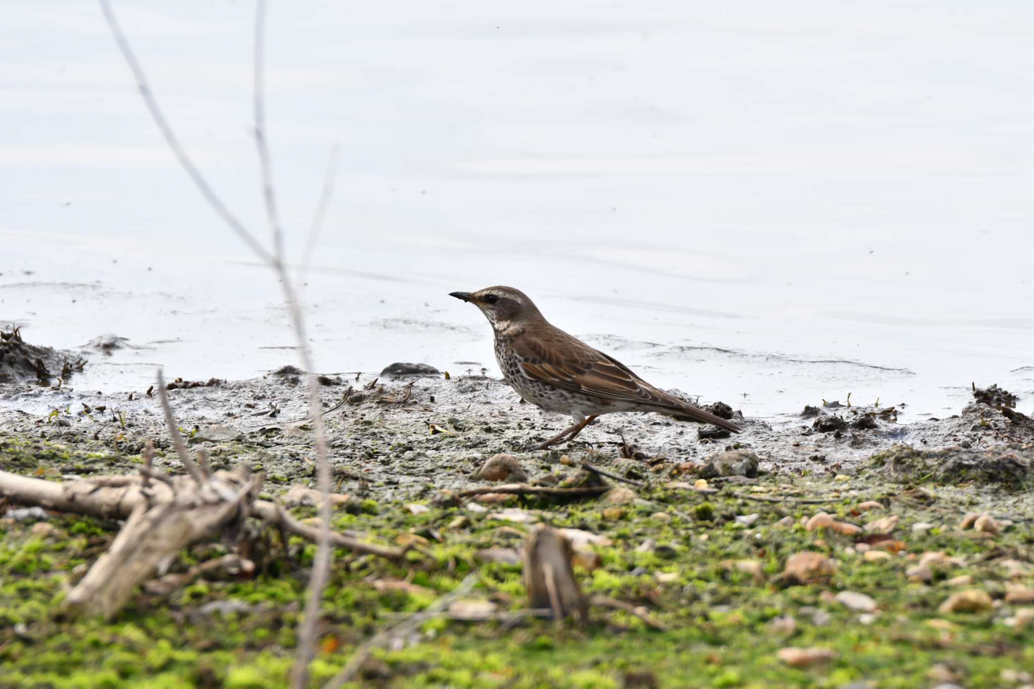 Photo of Dusky Thrush at 洲原公園 by みそ＠VM4A