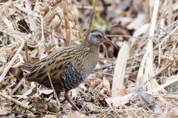 Brown-cheeked Rail Kitamoto Nature Observation Park Fri, 2/3/2023