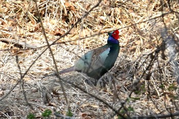 Green Pheasant 古河公方公園 Sun, 3/12/2023