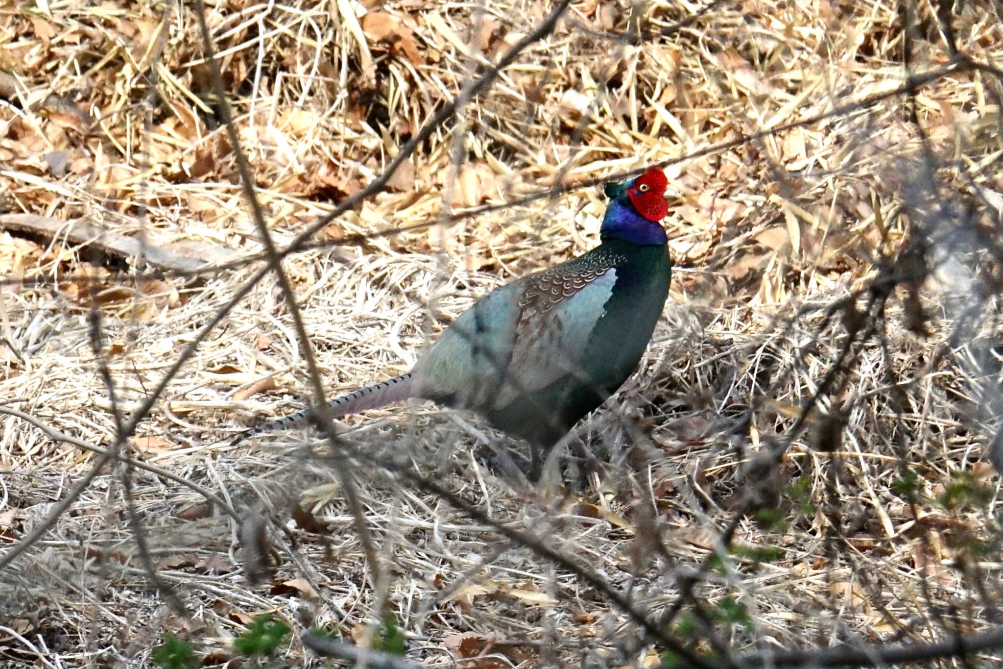 古河公方公園 キジの写真