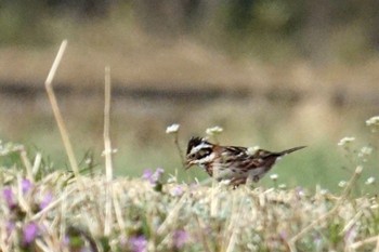 Rustic Bunting 古河公方公園 Sun, 3/12/2023