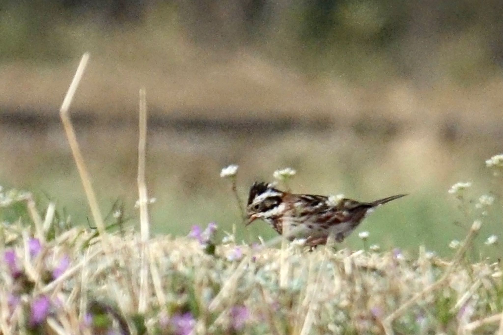 Rustic Bunting