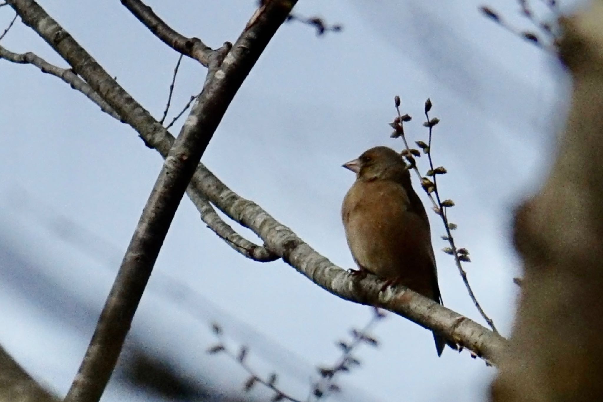 Grey-capped Greenfinch