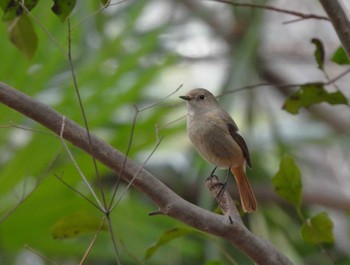 2023年3月12日(日) 多摩川台公園の野鳥観察記録