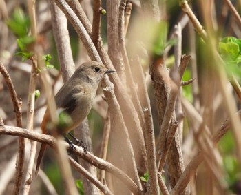 Daurian Redstart 多摩川台公園 Sun, 3/12/2023