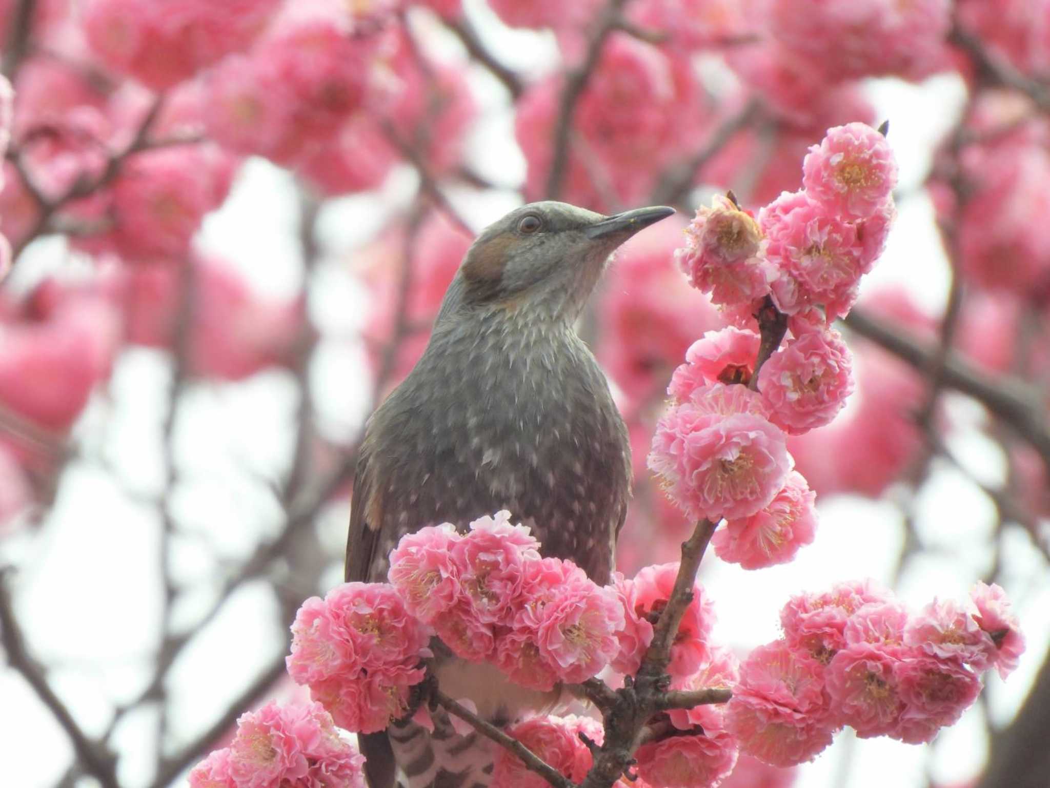 多摩川台公園 ヒヨドリの写真 by biglife_birds