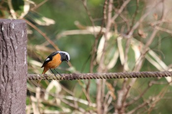 2023年3月11日(土) 祖父江ワイルドネイチャー緑地の野鳥観察記録