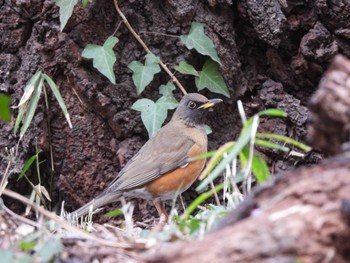 Brown-headed Thrush 多摩川台公園 Sun, 3/12/2023