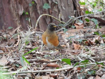 Brown-headed Thrush 多摩川台公園 Sun, 3/12/2023