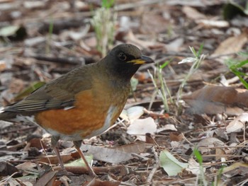 Brown-headed Thrush 多摩川台公園 Sun, 3/12/2023