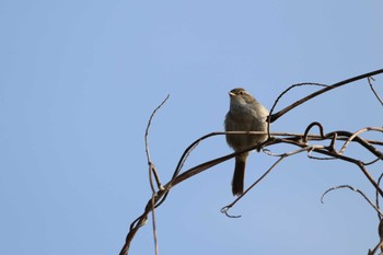 Sun, 3/12/2023 Birding report at 祖父江ワイルドネイチャー緑地