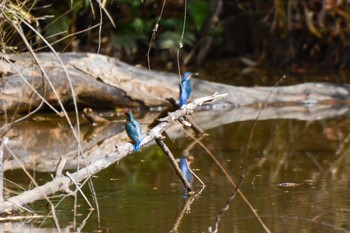 Common Kingfisher 猪高緑地 Sat, 3/11/2023