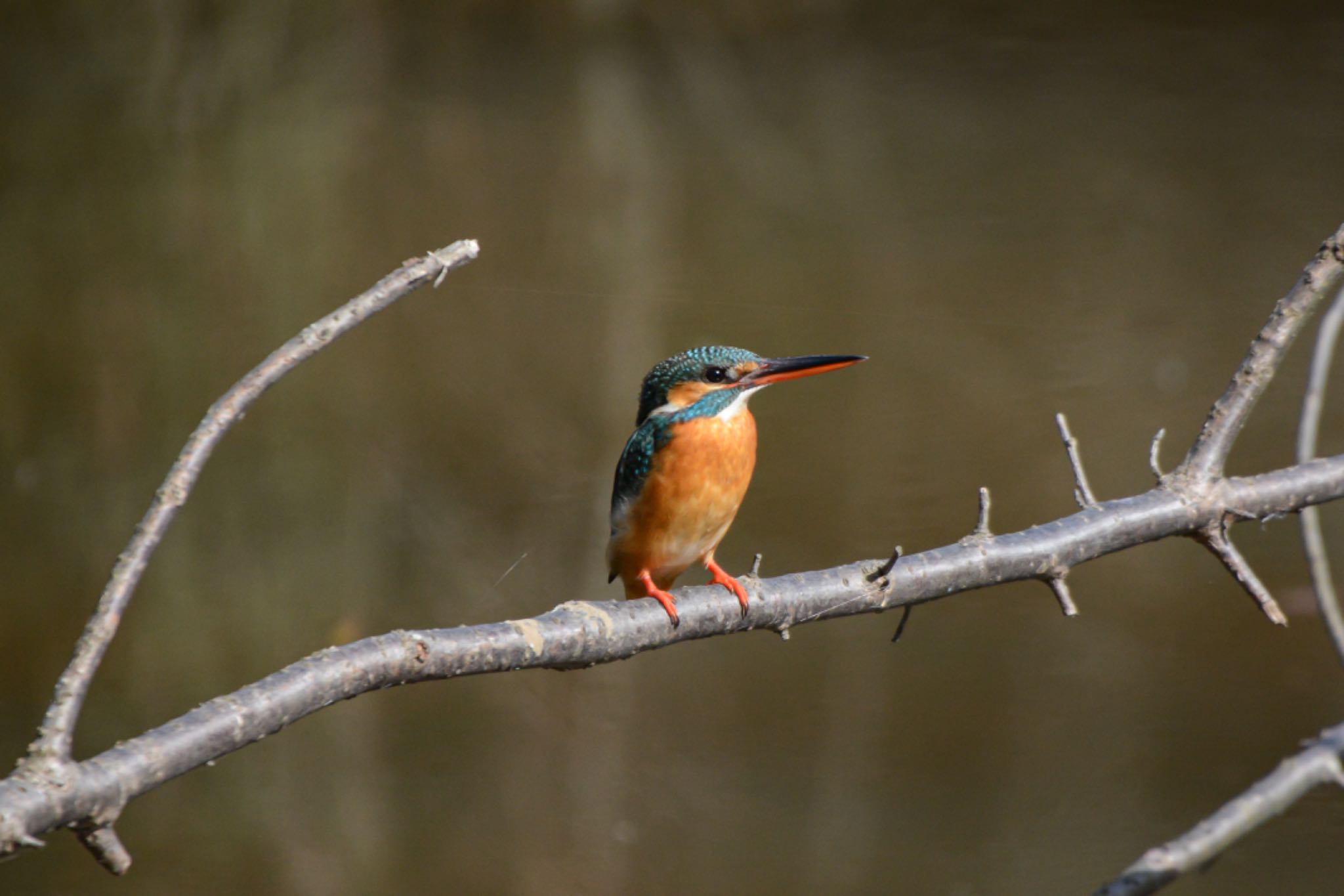 Photo of Common Kingfisher at 猪高緑地 by ザッキー