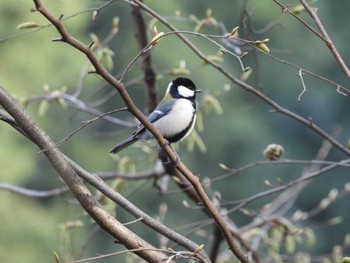 シジュウカラ 東高根森林公園 2023年3月12日(日)