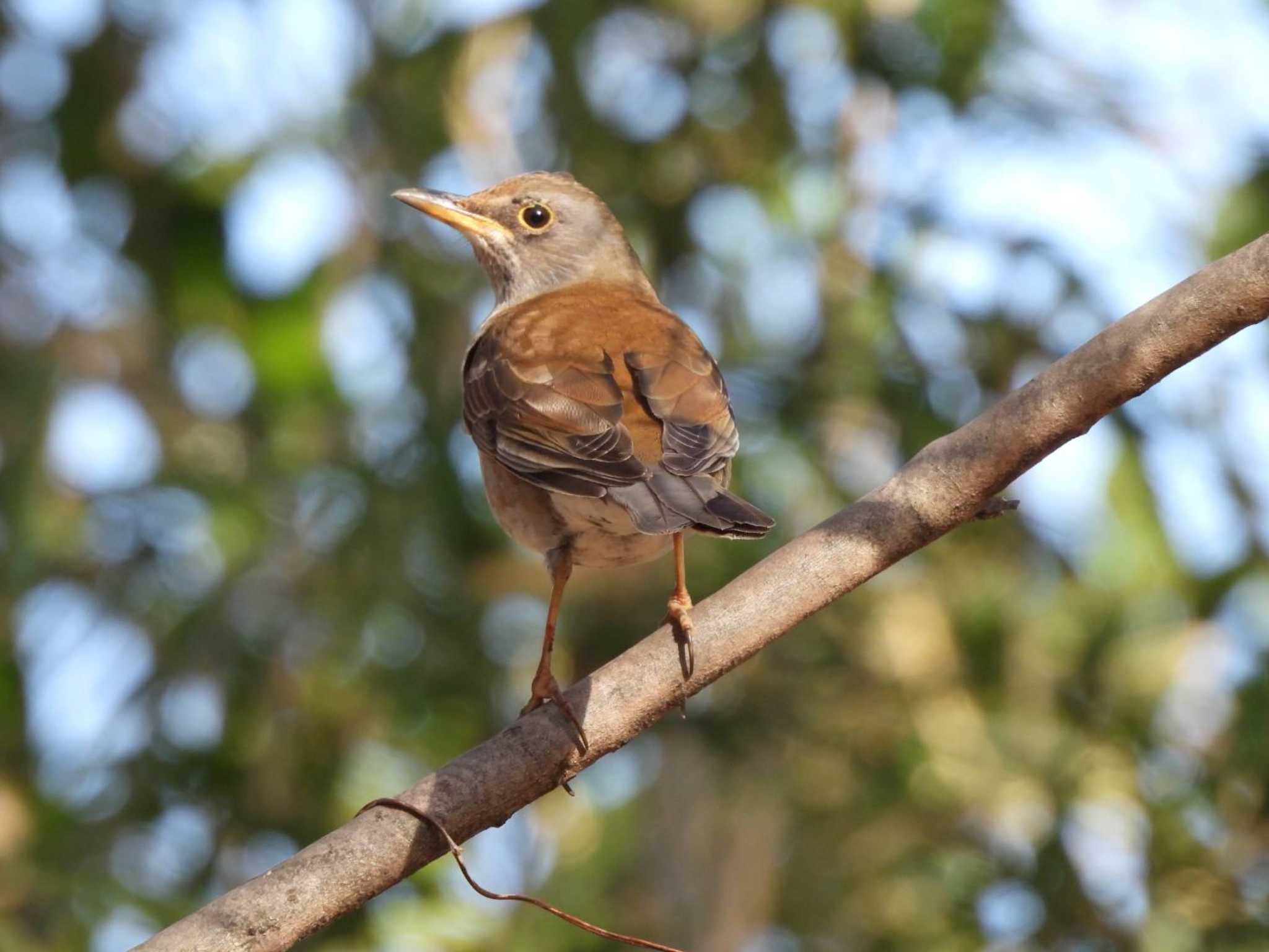 Photo of Pale Thrush at 生田緑地 by biglife_birds