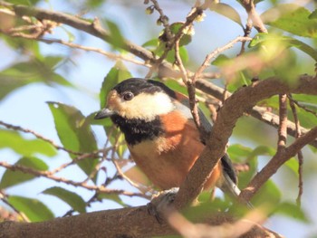 2023年3月11日(土) 生田緑地の野鳥観察記録