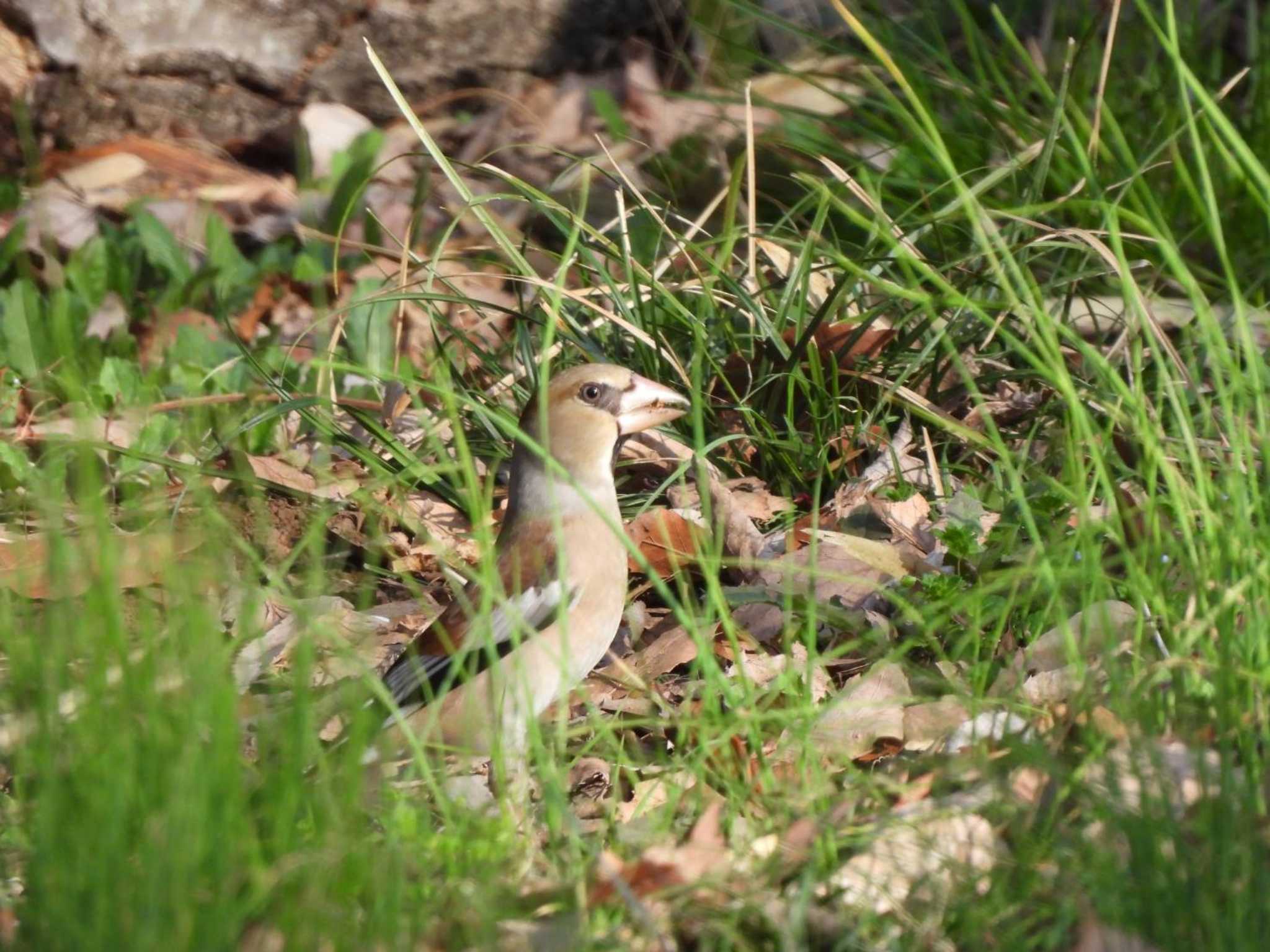 Hawfinch