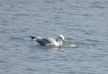 セグロカモメ 東京港野鳥公園 2023年3月11日(土)