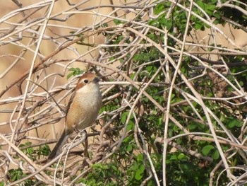 モズ 東京港野鳥公園 2023年3月11日(土)