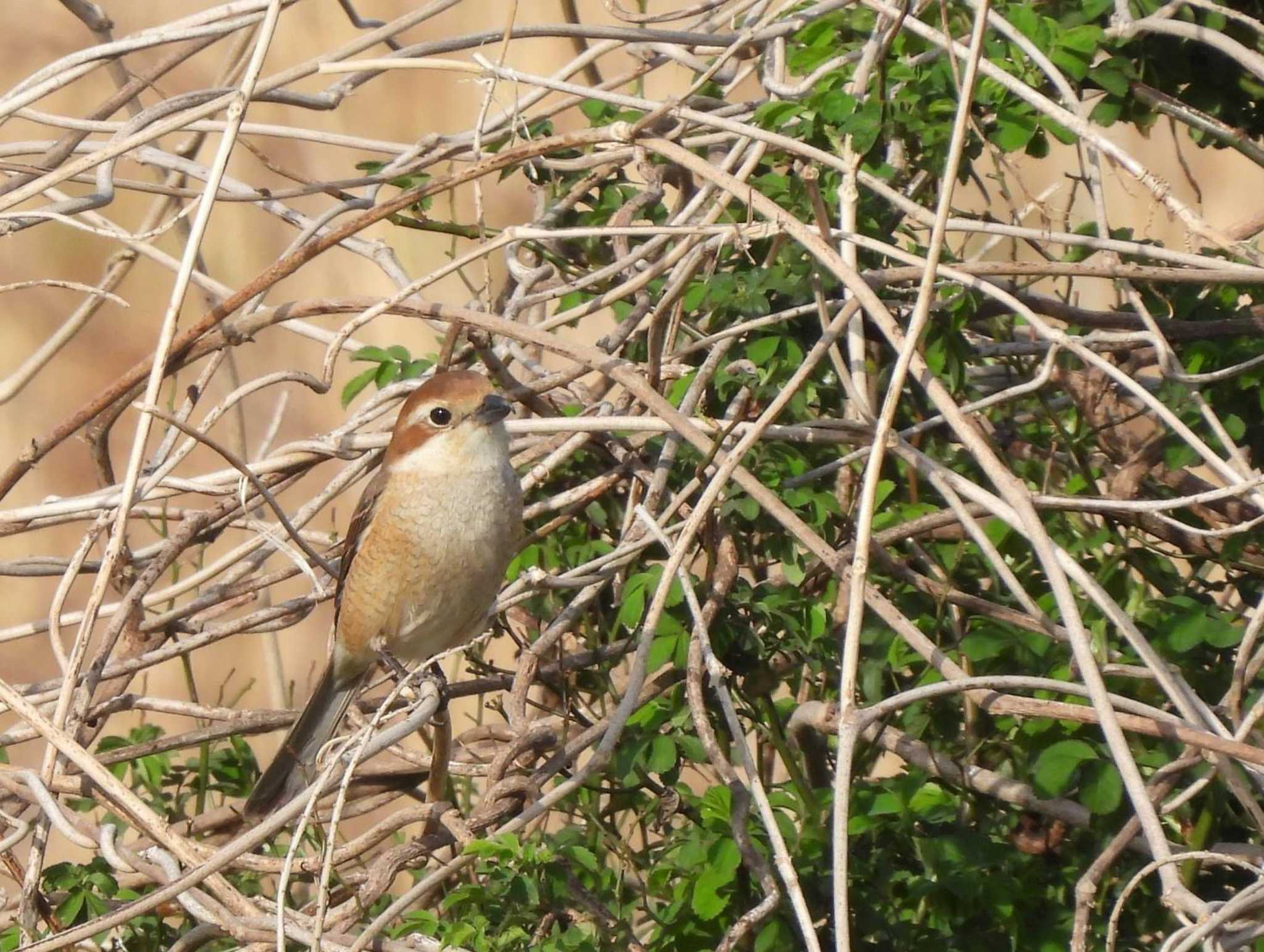 東京港野鳥公園 モズの写真 by biglife_birds