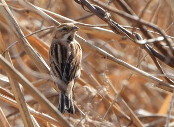 オオジュリン 東京港野鳥公園 2023年3月11日(土)