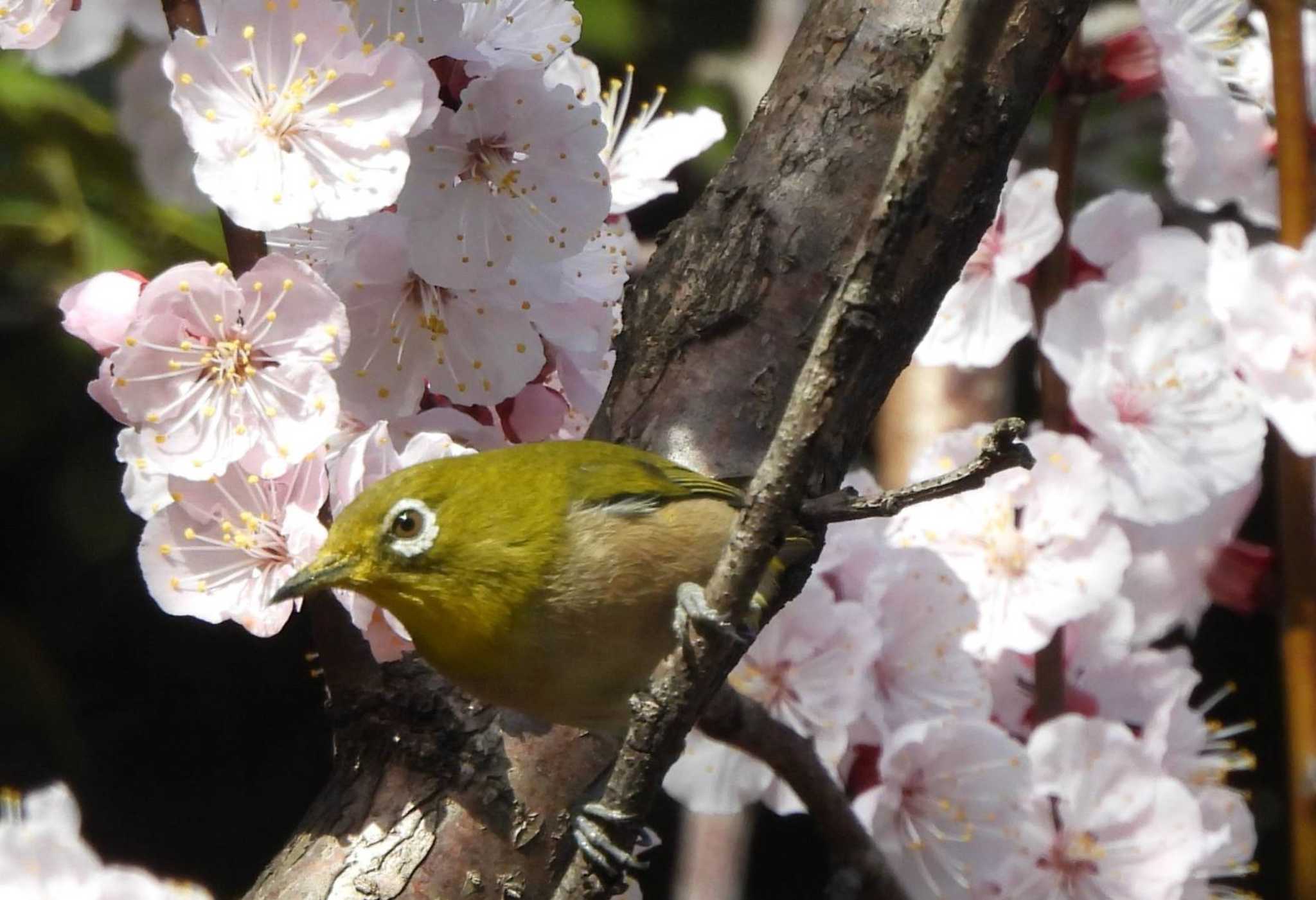 東京港野鳥公園 メジロの写真 by biglife_birds