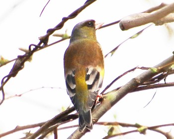 2023年3月9日(木) 大泉緑地の野鳥観察記録