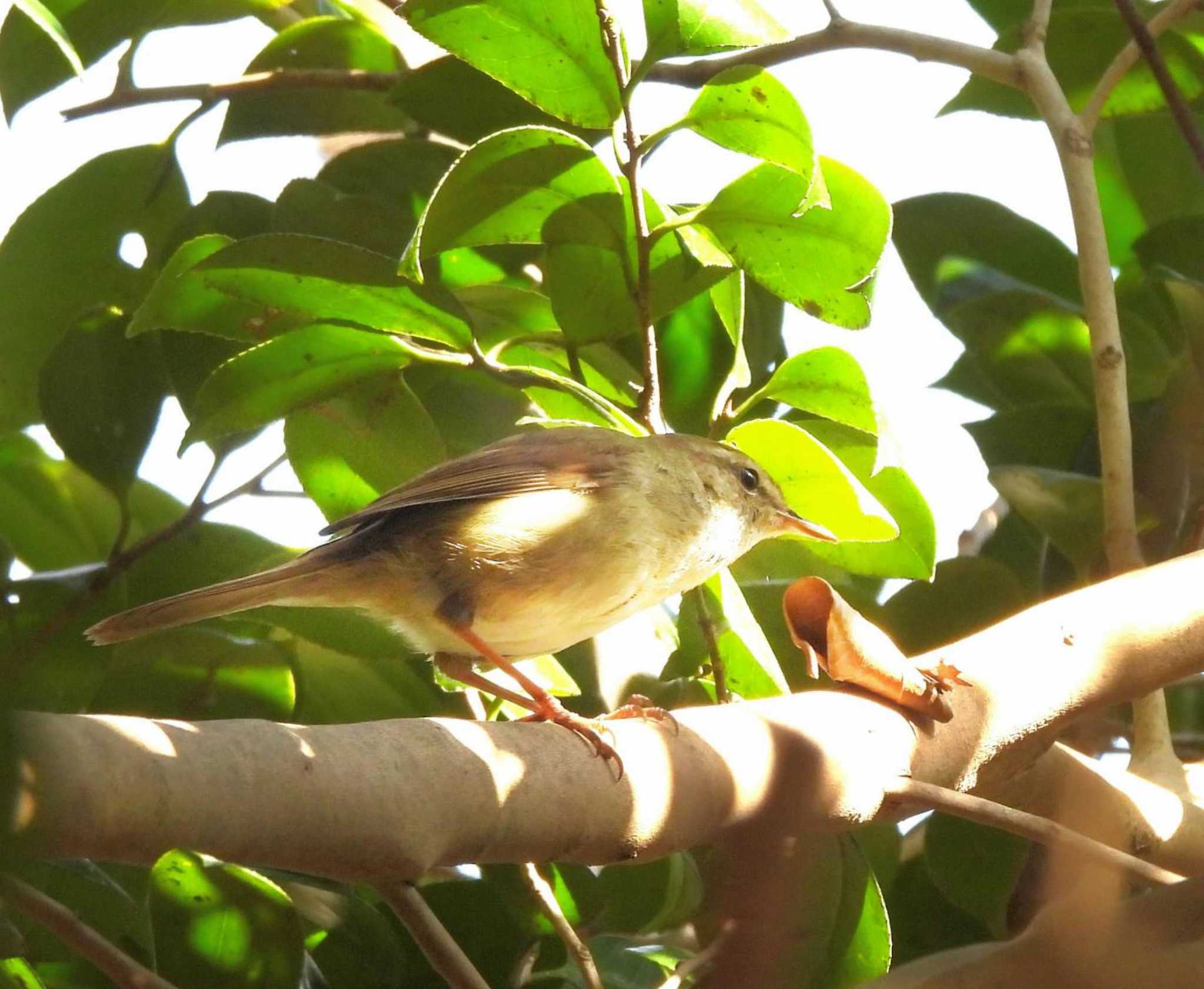 Japanese Bush Warbler