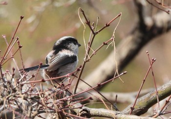 エナガ 東京港野鳥公園 2023年3月11日(土)