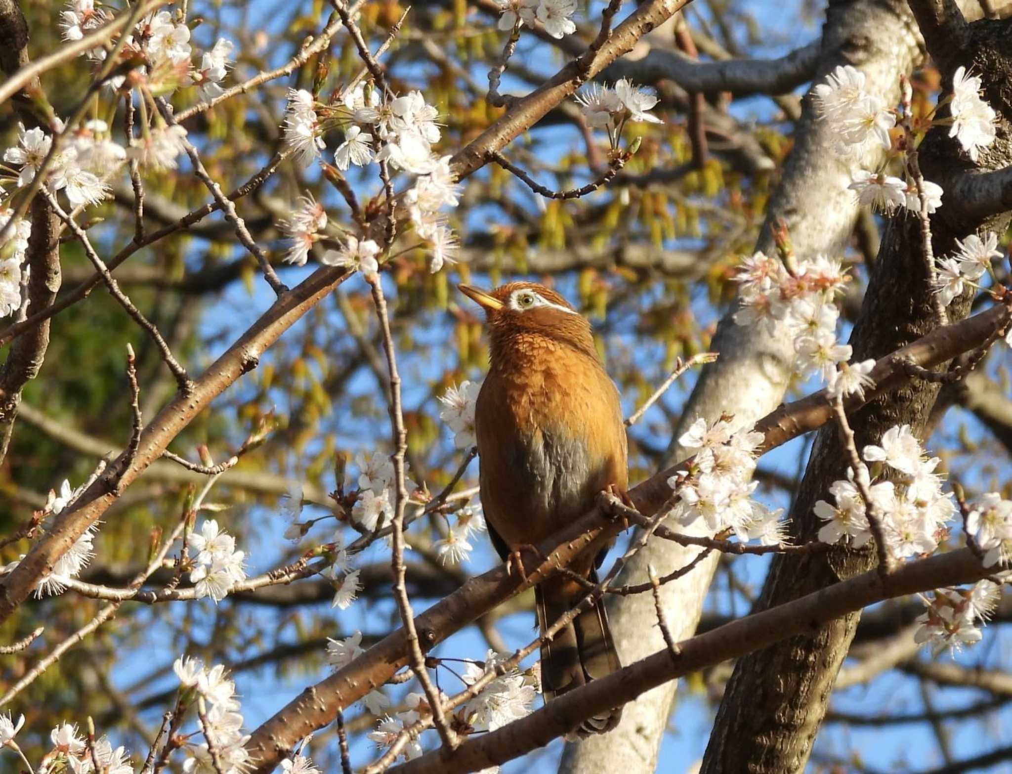 生田緑地 ガビチョウの写真 by biglife_birds