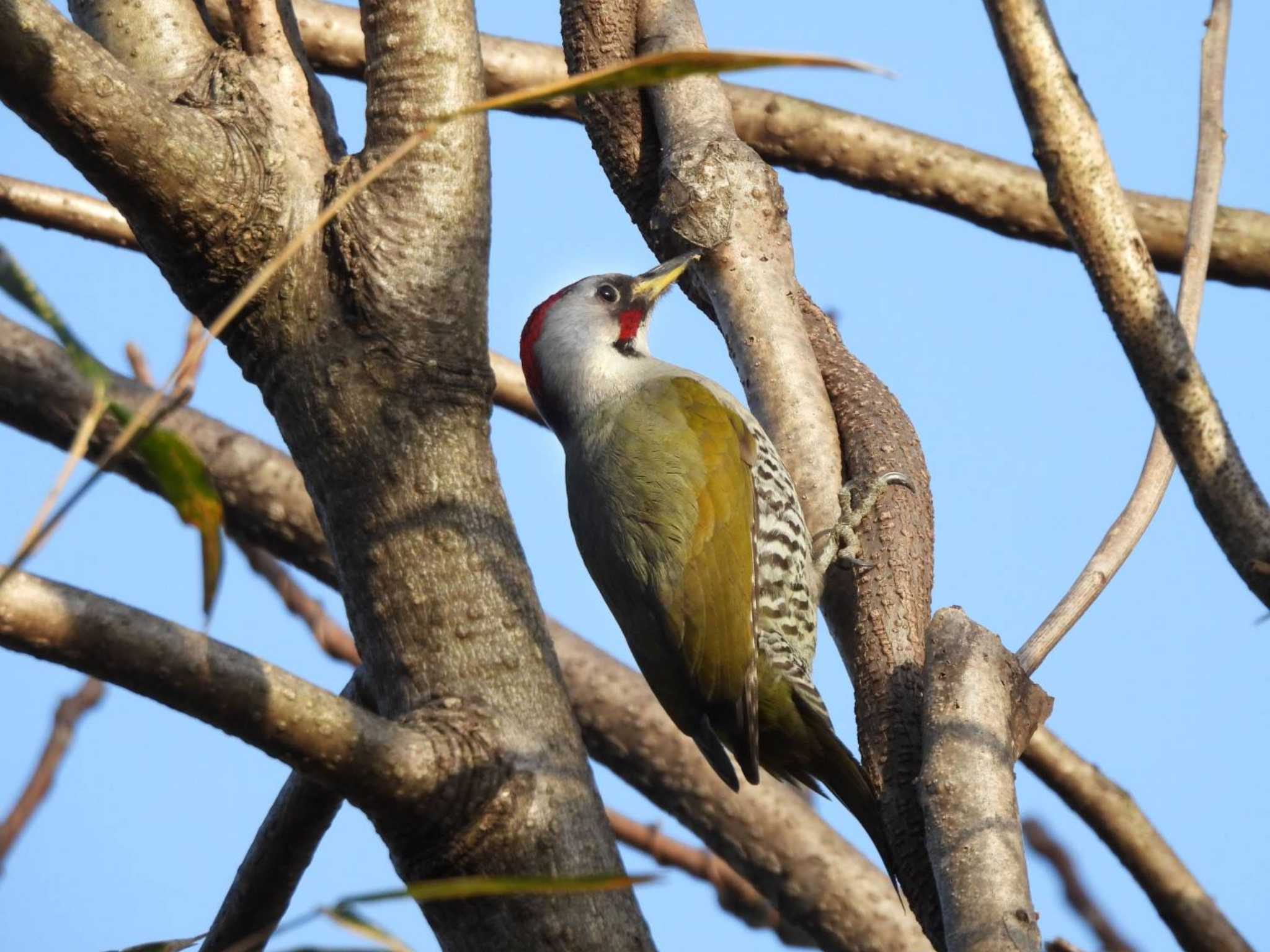 Japanese Green Woodpecker