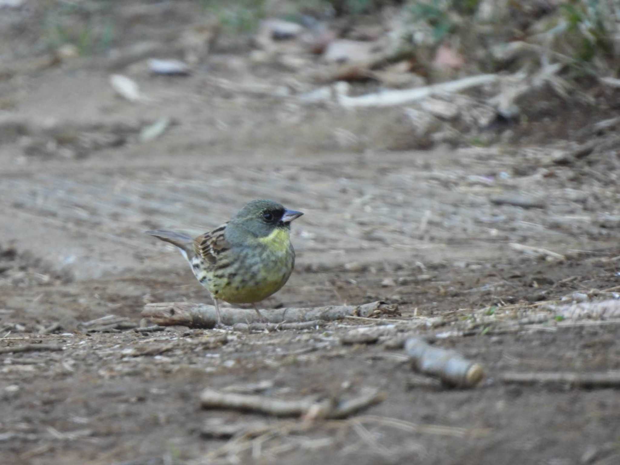 Masked Bunting