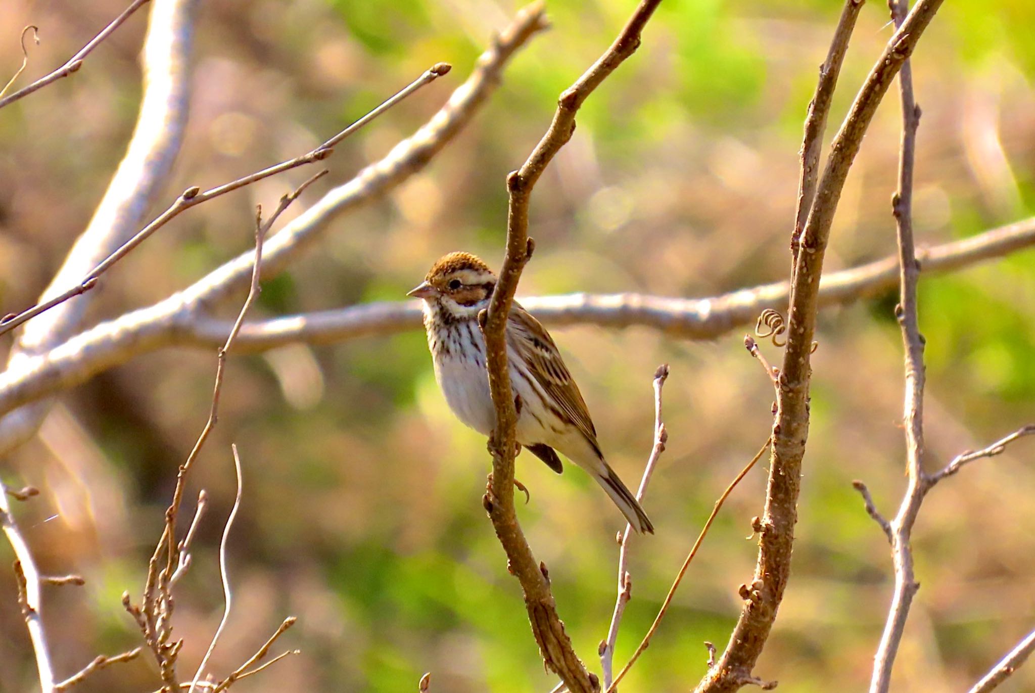 秋ヶ瀬公園 コホオアカの写真