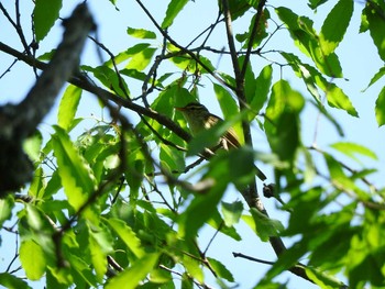 Eastern Crowned Warbler 京都02 Sat, 5/5/2018