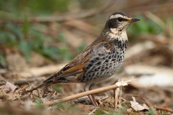 Sun, 3/12/2023 Birding report at ふれあい江戸川