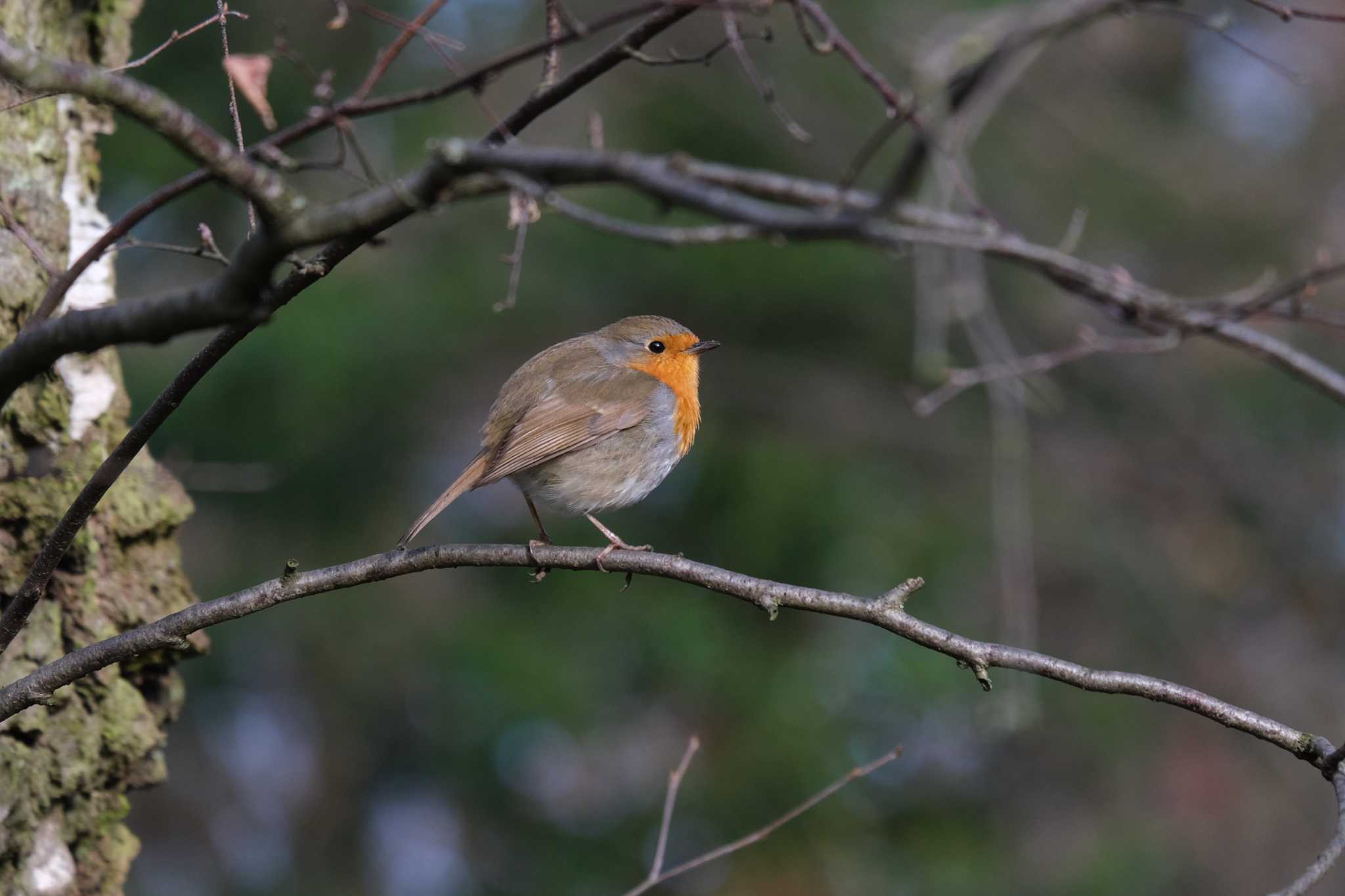 Photo of European Robin at Venusberg by hidebonn