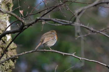 European Robin Venusberg Sat, 3/11/2023