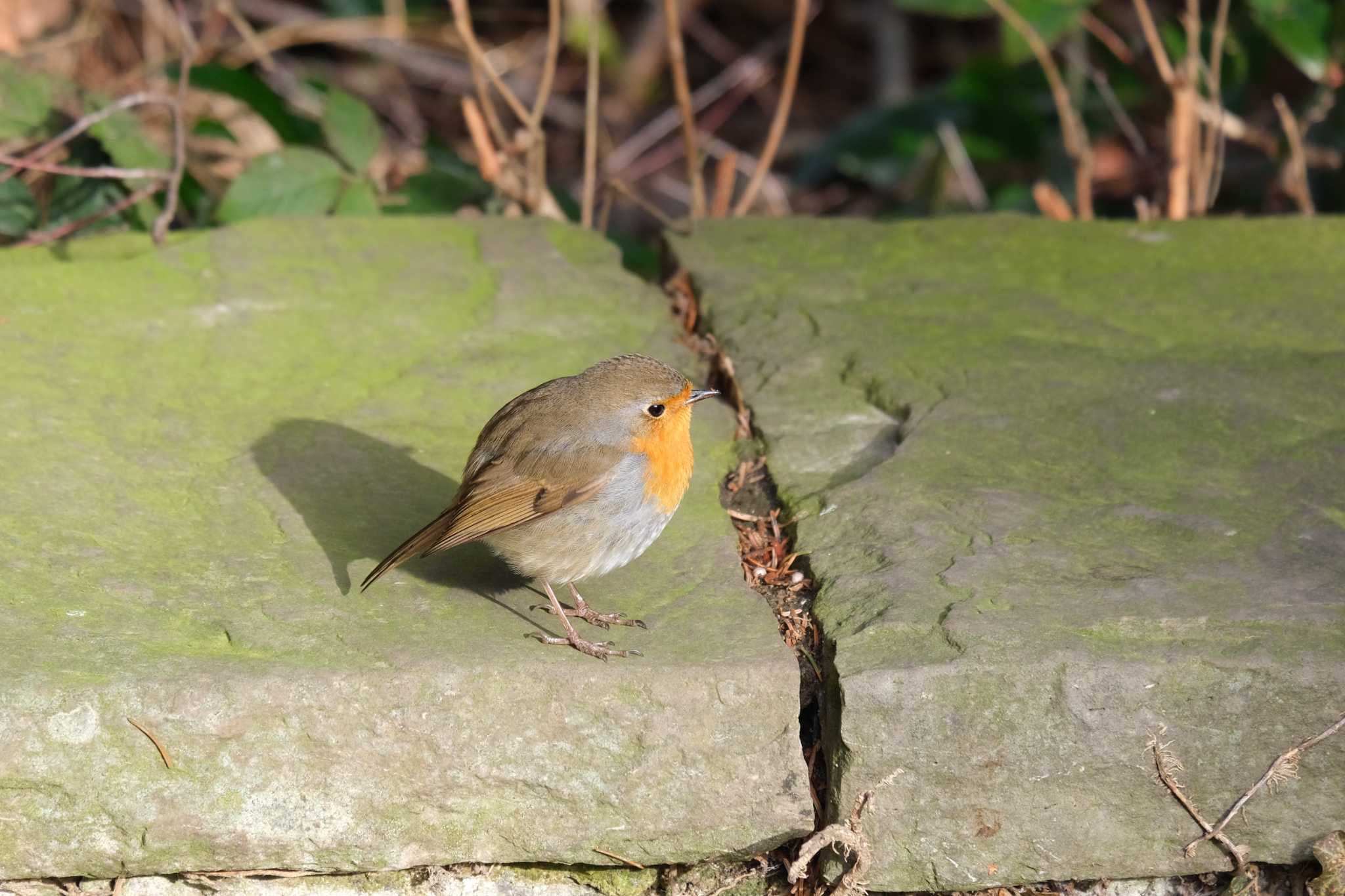 Photo of European Robin at Venusberg by hidebonn