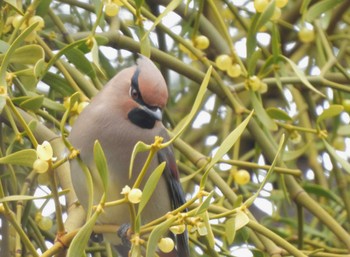 2023年3月5日(日) 東高根森林公園の野鳥観察記録