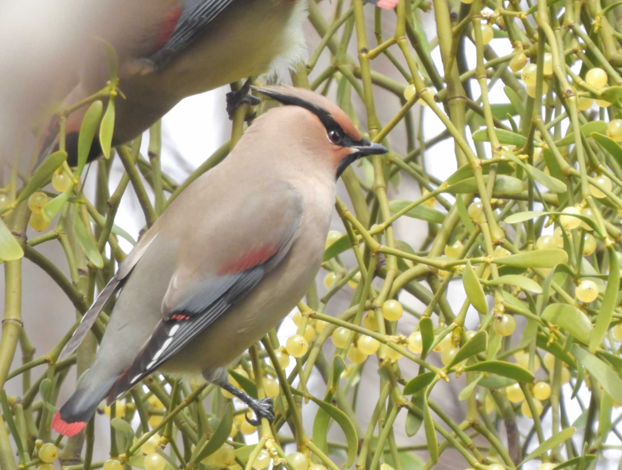 東高根森林公園 ヒレンジャクの写真 by biglife_birds