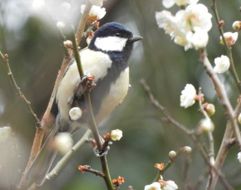 シジュウカラ 等々力緑地 2023年3月5日(日)